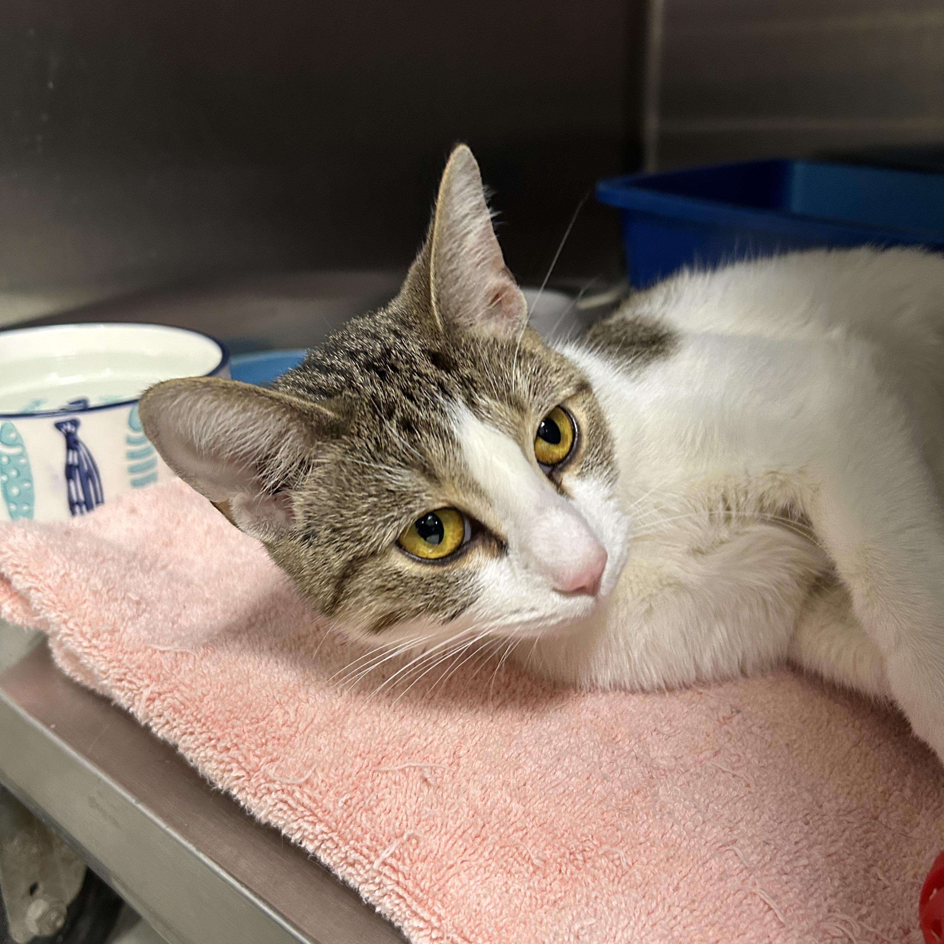 Enlarge Katniss, a ADOPTABLE Domestic Short Hair in La Grange Park, IL image 2/4