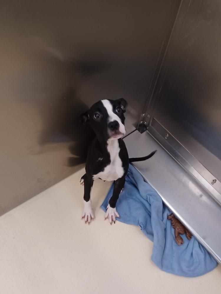 Enlarge Cliff Burton, a Adoptable mixed breed in Kalamazoo, MI image 1/1