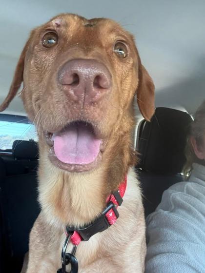 3507B Savannah - Adoption Ambassador, Adoptable, Adult Female Retriever & Mixed Breed.