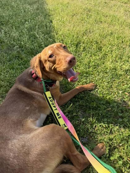 Enlarge 3507B Savannah - Adoption Ambassador, a Adoptable mixed breed in North Charleston, SC image 2/3