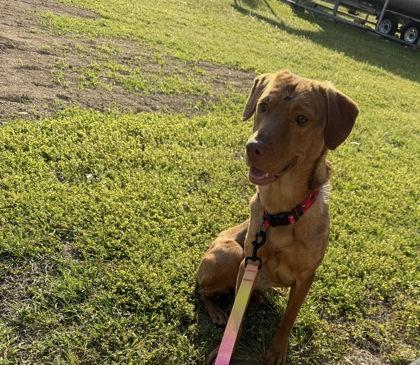 Enlarge 3507B Savannah - Adoption Ambassador, a Adoptable mixed breed in North Charleston, SC image 3/3