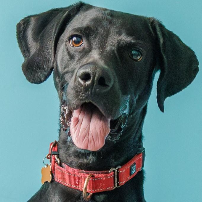 Eddie, Adoptable, Young Male German Shorthaired Pointer & Labrador Retriever.