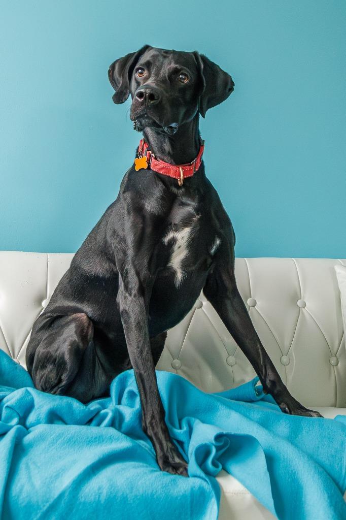 Enlarge Eddie, a Adoptable mixed breed in Minneapolis, MN image 4/4