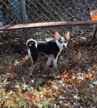 Shadow, ADOPTABLE, Young Female Chihuahua.