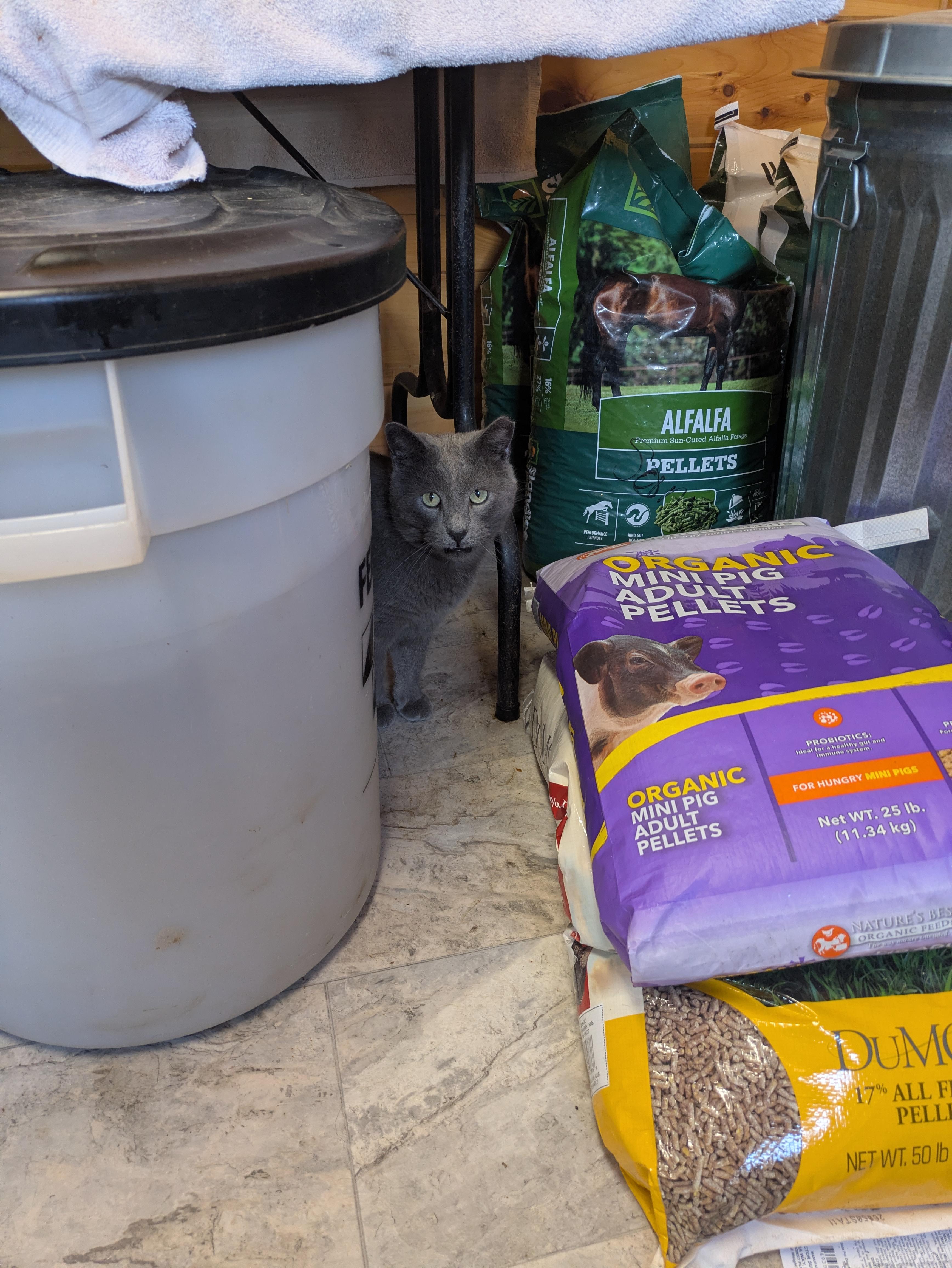 Enlarge Topaz, an adopted Domestic Short Hair in Covington, VA image 5/5