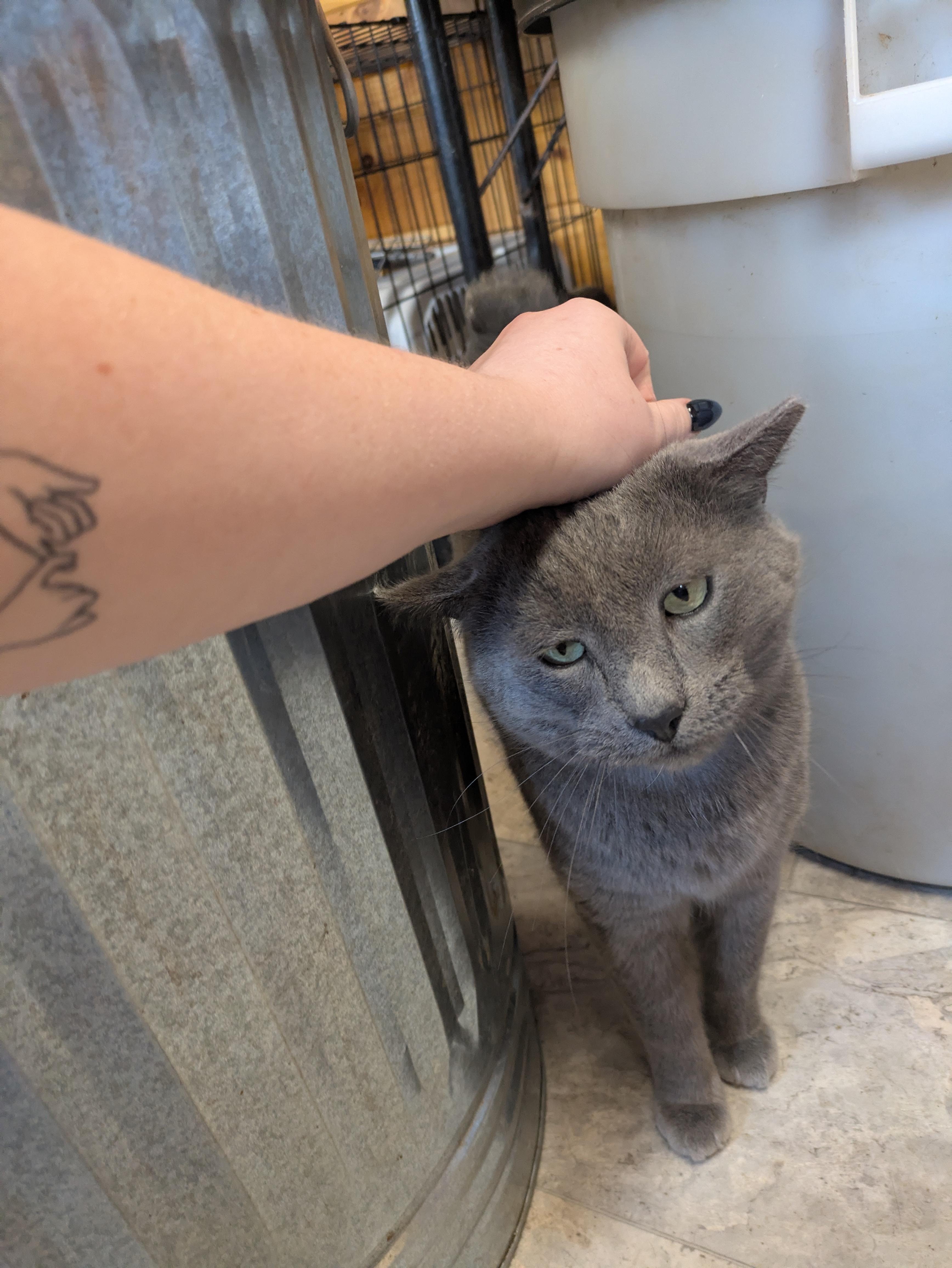 Topaz, adopted, Adult Male Domestic Short Hair.