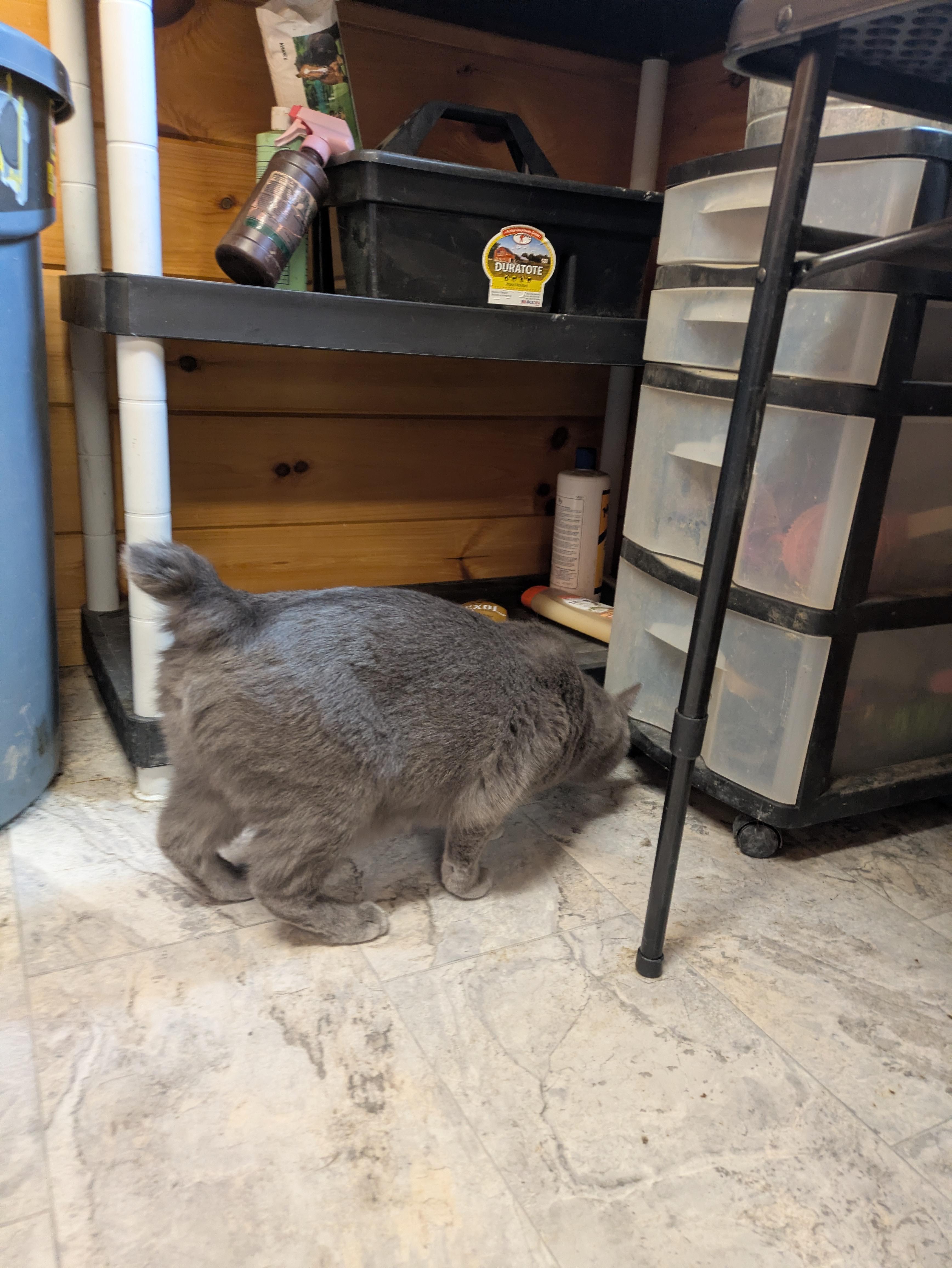 Enlarge Topaz, an adopted Domestic Short Hair in Covington, VA image 4/5