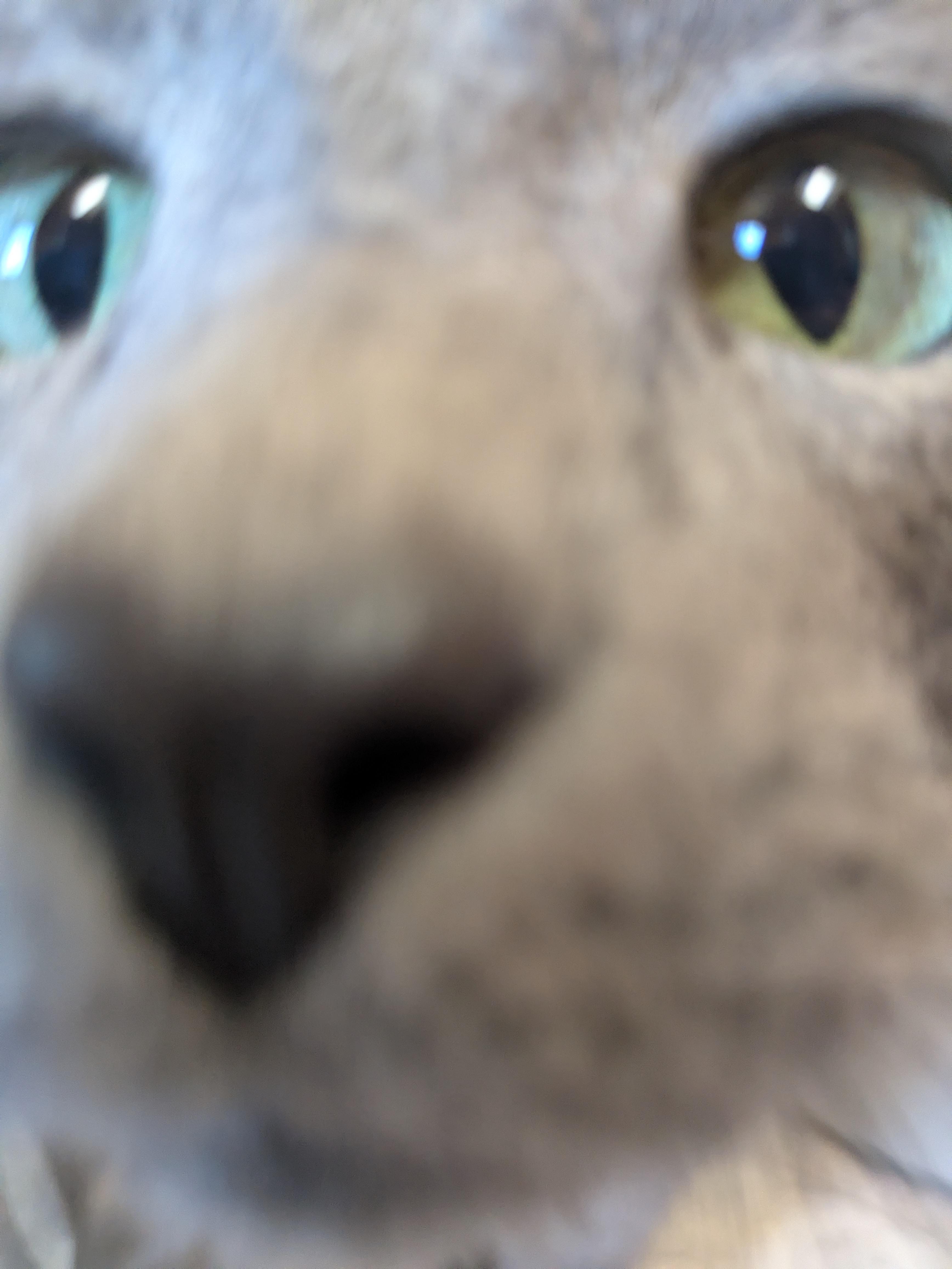 Enlarge Topaz, an adopted Domestic Short Hair in Covington, VA image 3/5