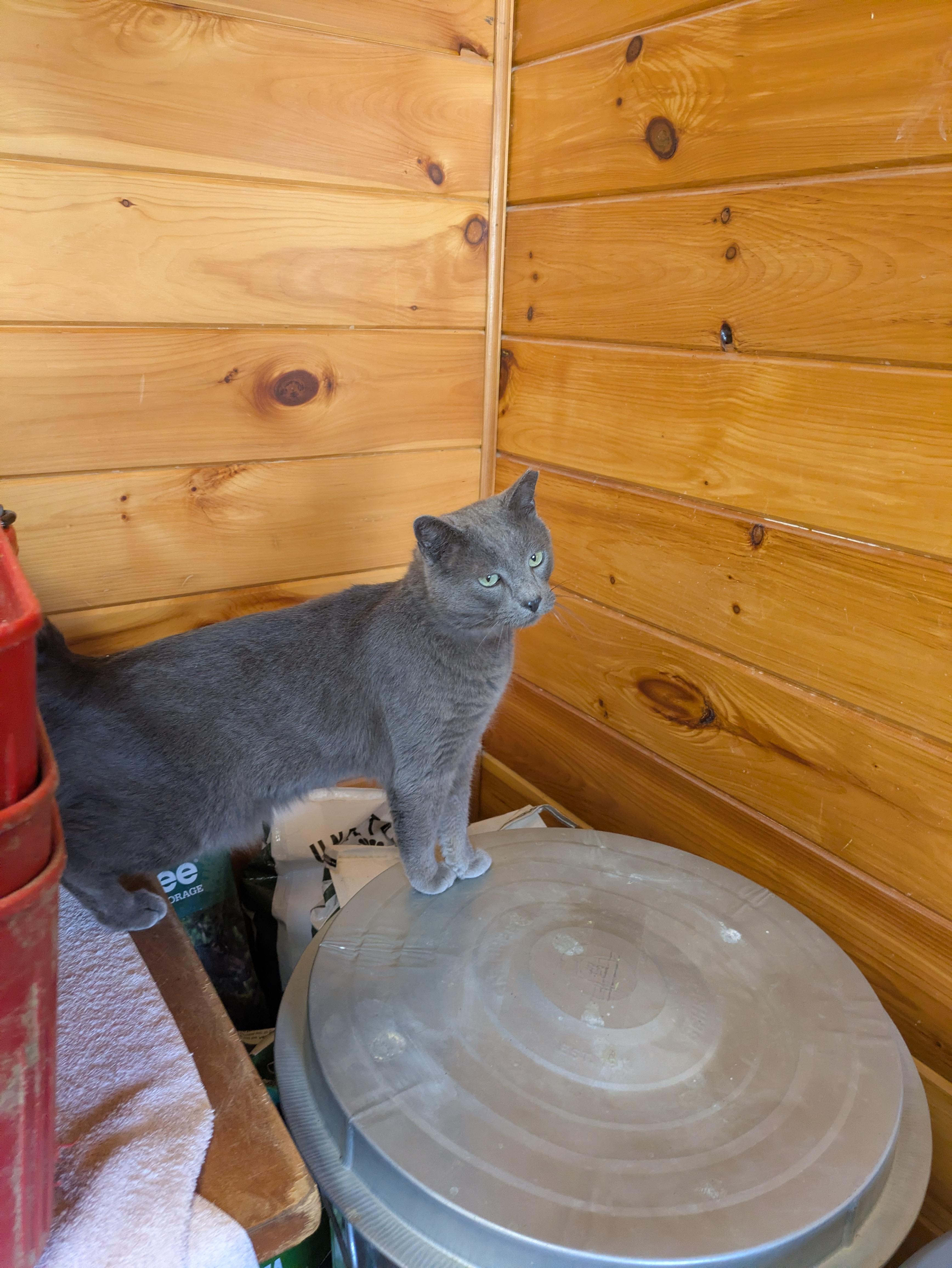 Enlarge Topaz, an adopted Domestic Short Hair in Covington, VA image 2/5