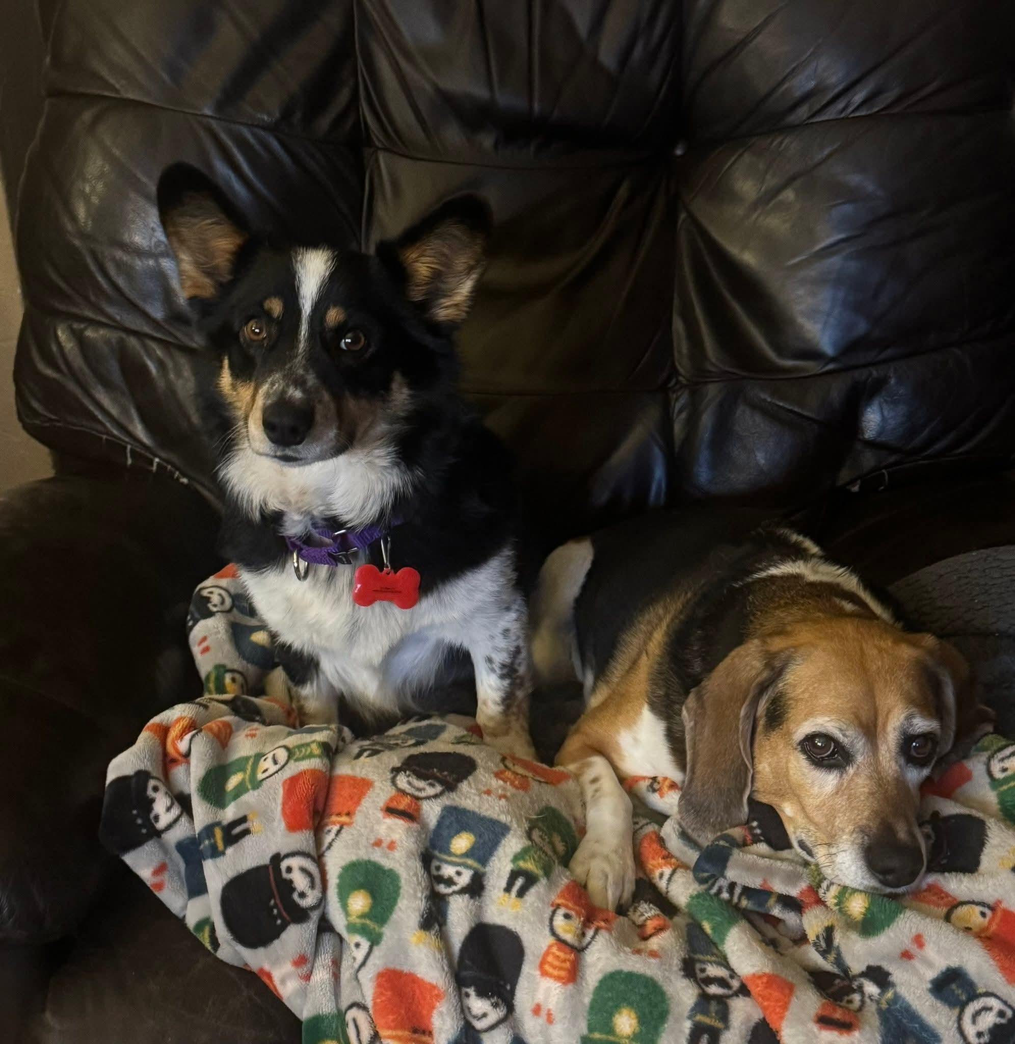 Enlarge Cocoa, an adopted Corgi in Decorah, IA image 2/6