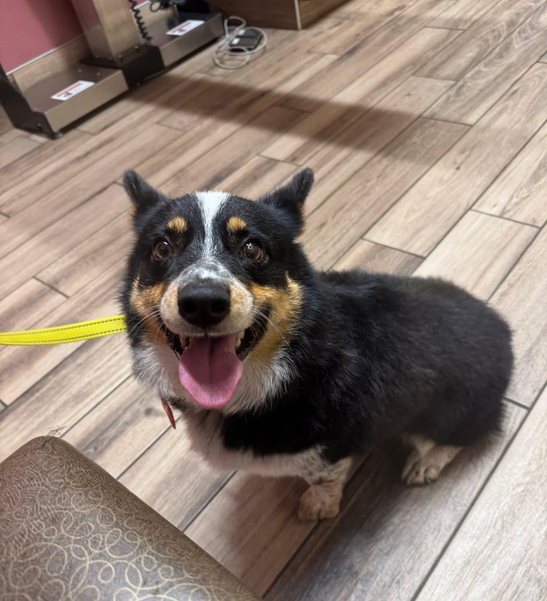 Enlarge Cocoa, an adopted Corgi in Decorah, IA image 4/6