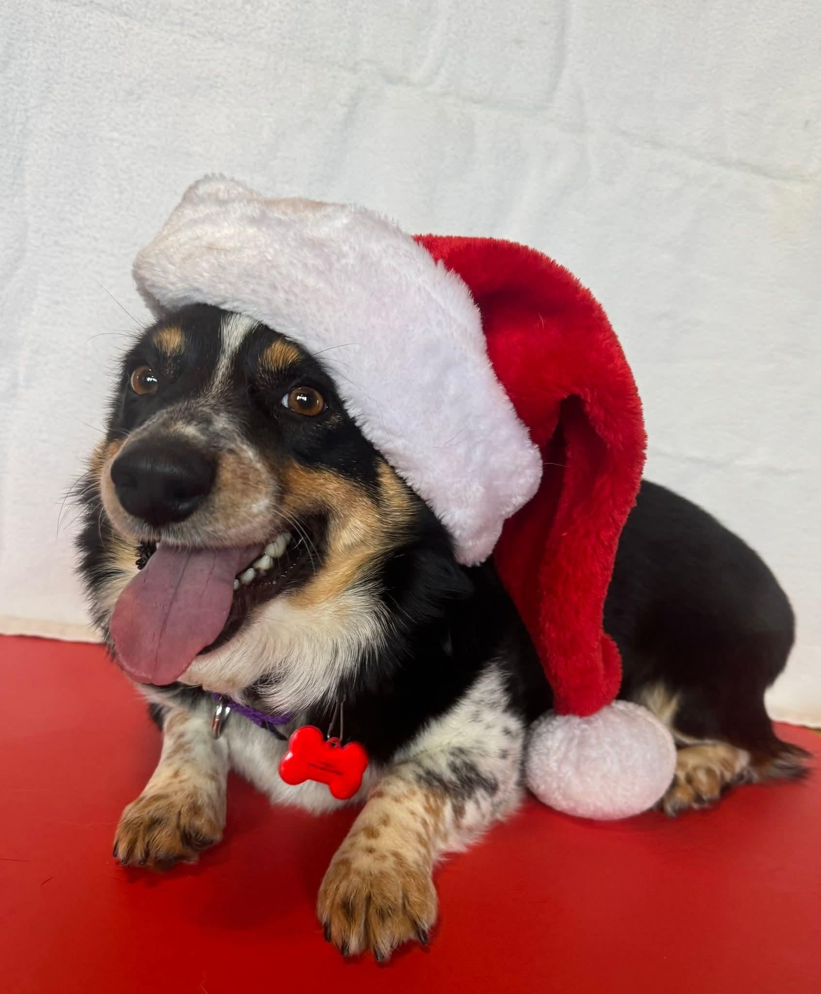 Enlarge Cocoa, an adopted Corgi in Decorah, IA image 5/6