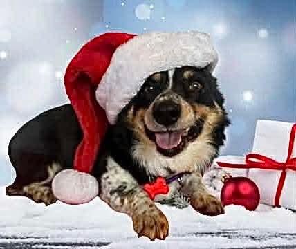 Enlarge Cocoa, an adopted Corgi in Decorah, IA image 6/6