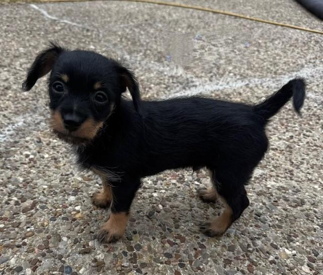 Enlarge MAJOR, an adopted mixed breed in fort worth, TX image 2/6