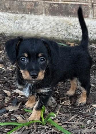 Enlarge MAJOR, an adopted mixed breed in fort worth, TX image 6/6