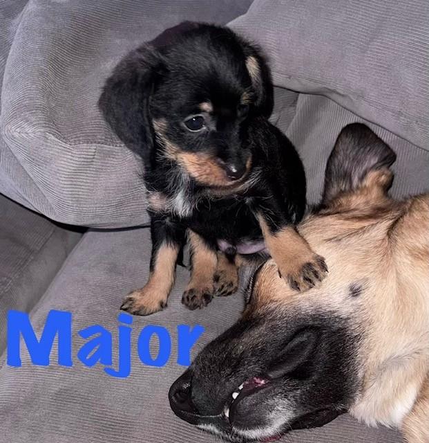 MAJOR, adopted, Puppy Male Terrier & Yorkshire Terrier.