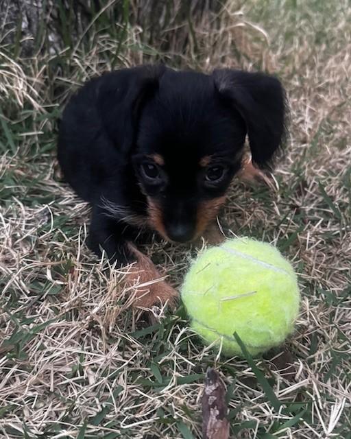 Enlarge MAJOR, an adopted mixed breed in fort worth, TX image 4/6