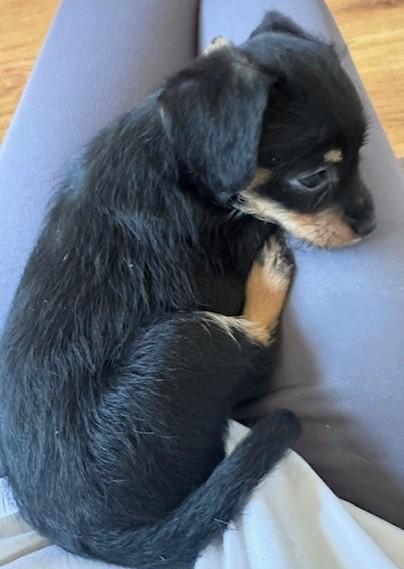 Enlarge MAJOR, an adopted mixed breed in fort worth, TX image 5/6