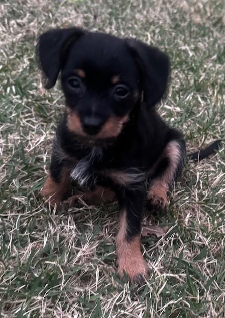 Enlarge MAJOR, an adopted mixed breed in fort worth, TX image 3/6