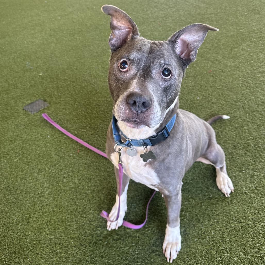 Gary, Adoptable, Senior Male Mixed Breed.