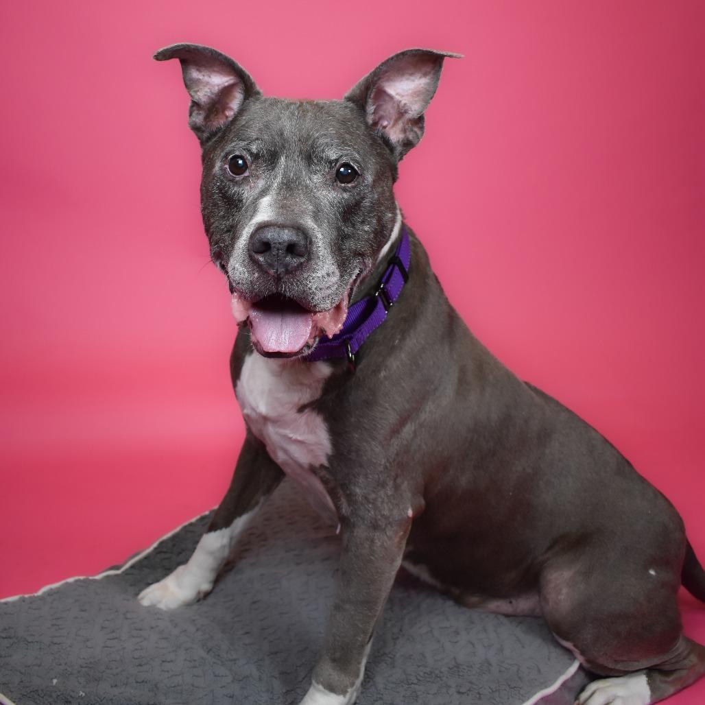 Gary, a Adoptable Mixed Breed in West Palm Beach, FL image 4/6