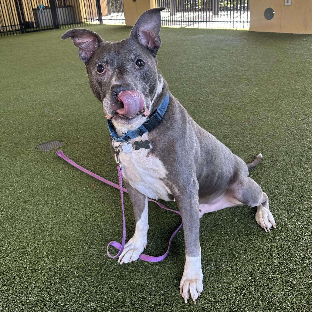 Gary, a Adoptable Mixed Breed in West Palm Beach, FL image 5/6