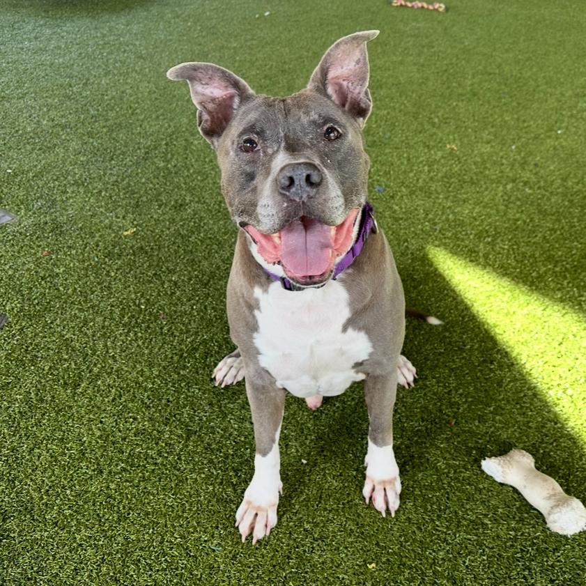 Gary, a Adoptable Mixed Breed in West Palm Beach, FL image 6/6