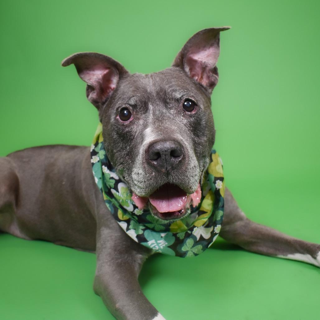 Enlarge Gary, a Adoptable Mixed Breed in West Palm Beach, FL image 6/6