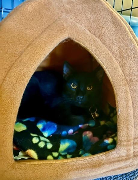 Enlarge Murdoc, a ADOPTABLE Domestic Short Hair in Denver, CO image 3/3