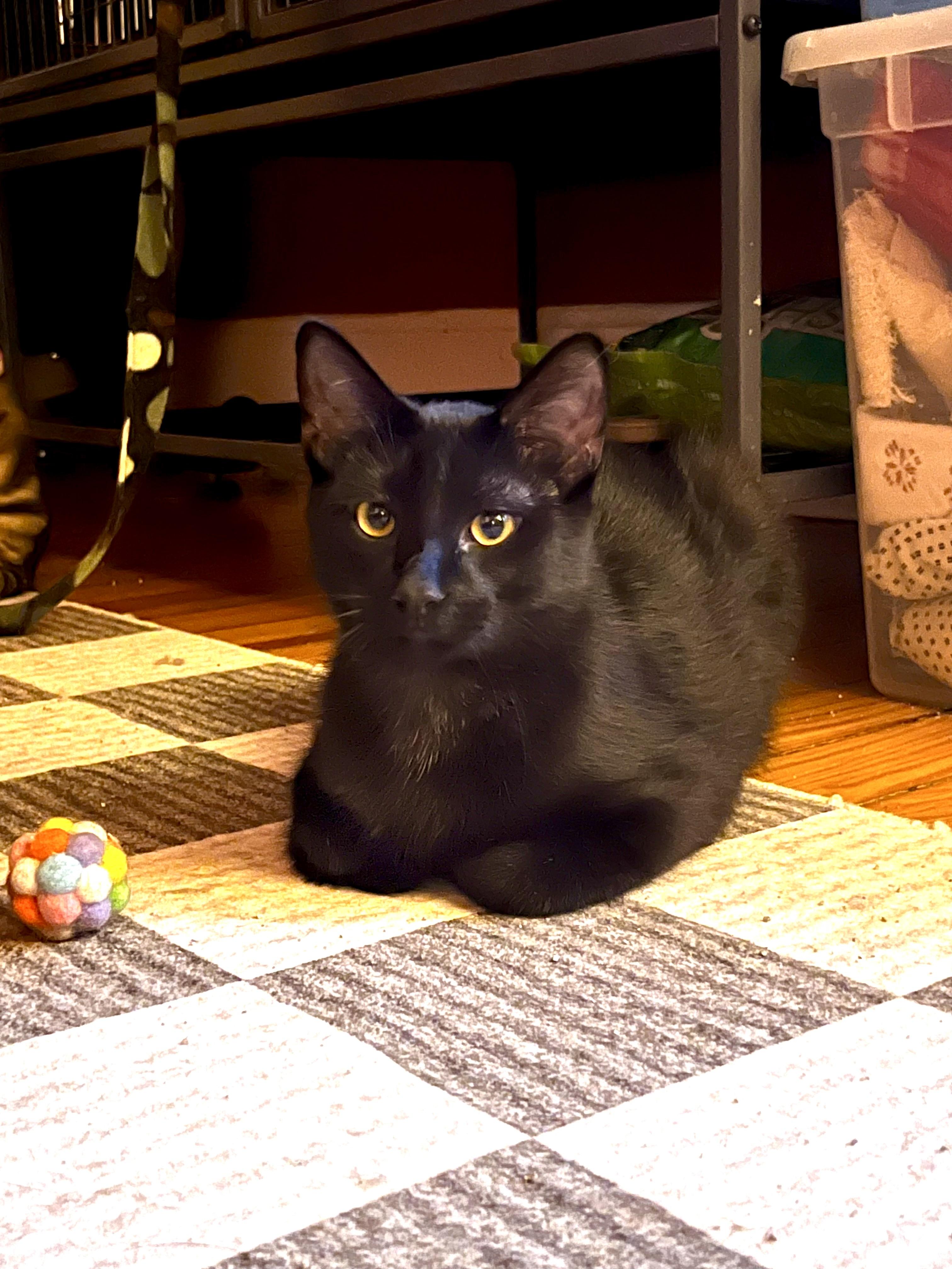 Enlarge Murdoc, a ADOPTABLE Domestic Short Hair in Denver, CO image 2/3
