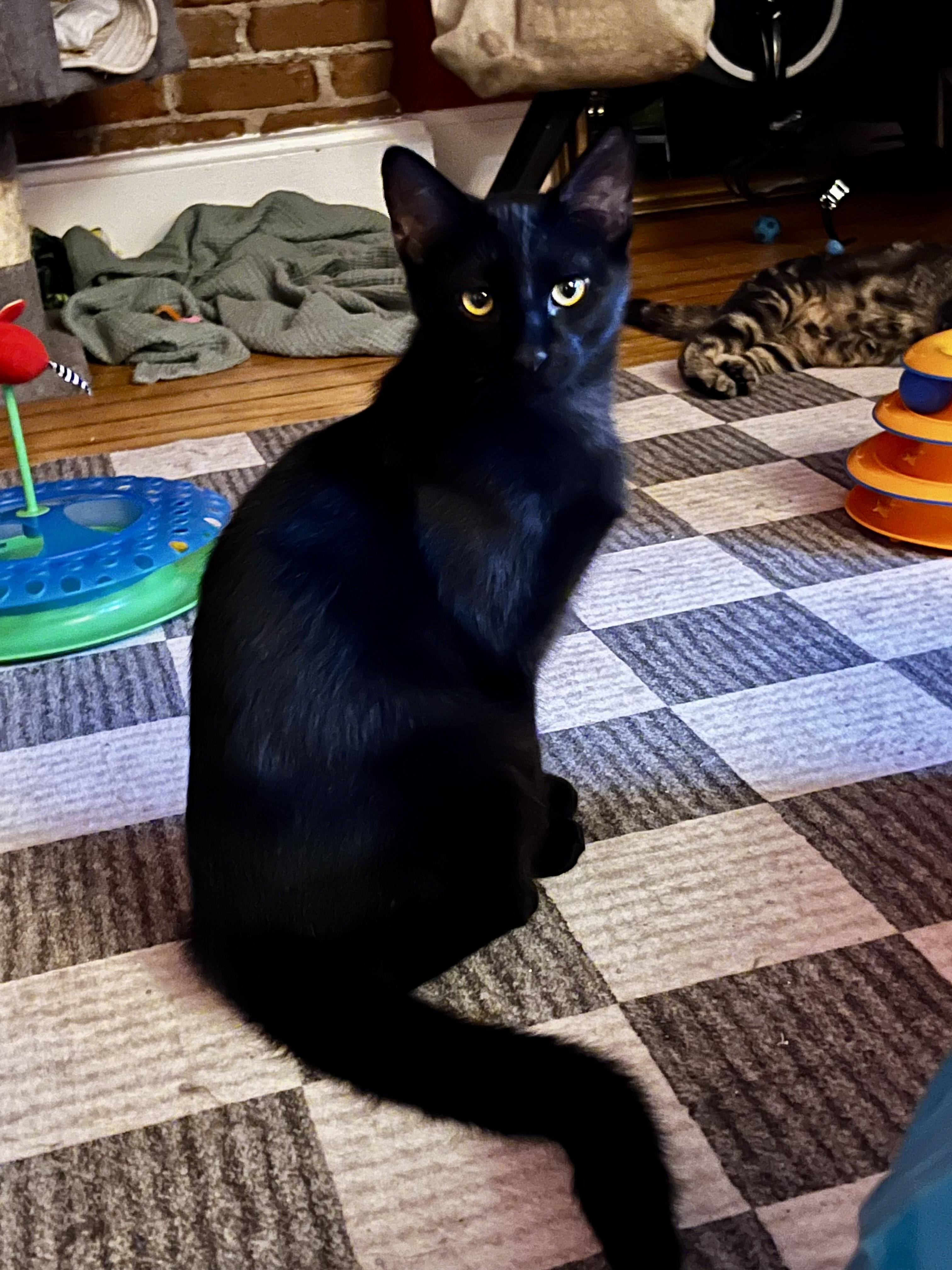 Enlarge Murdoc, a ADOPTABLE Domestic Short Hair in Denver, CO image 1/3