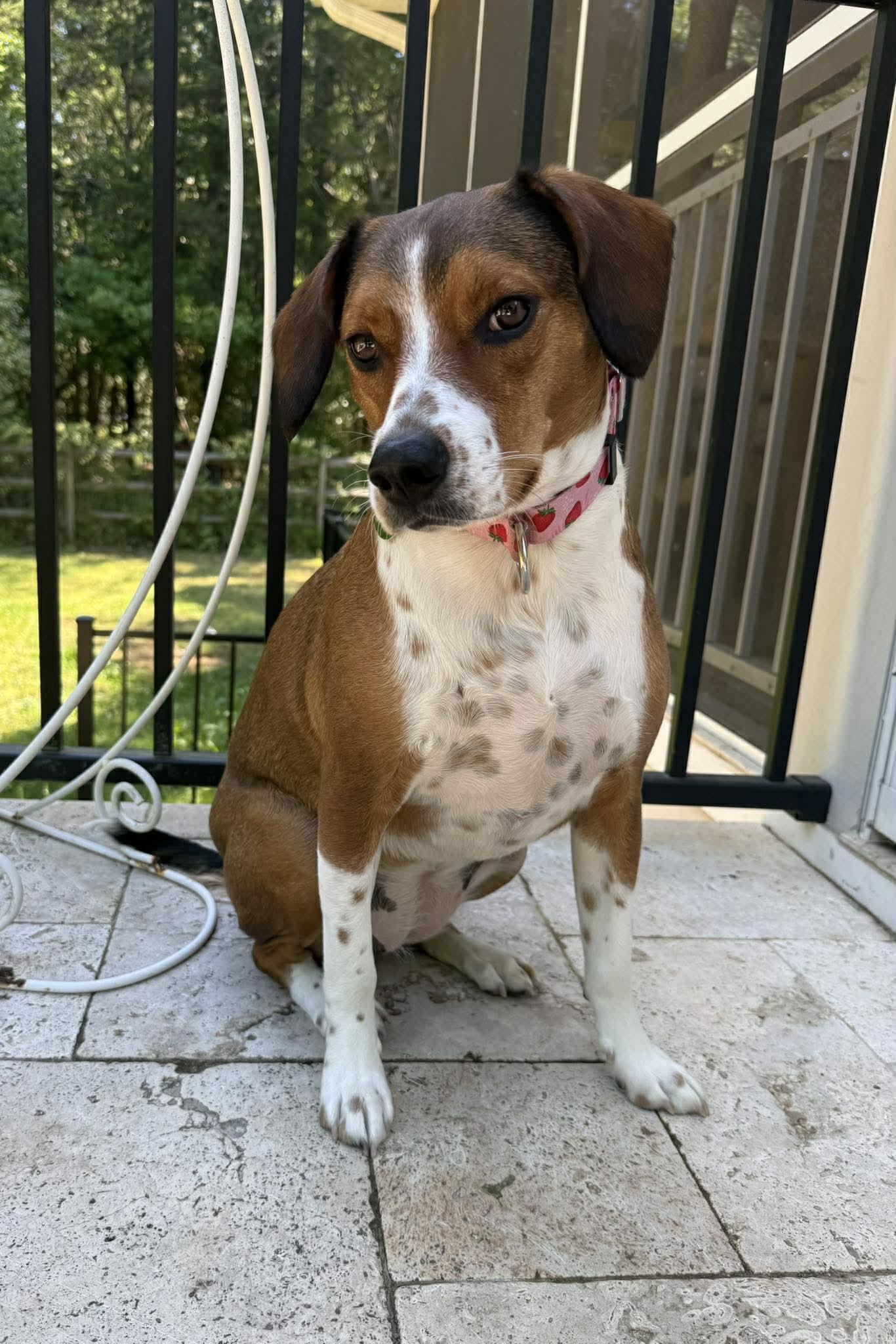 Poppy, Adoptable, Young Female Beagle.