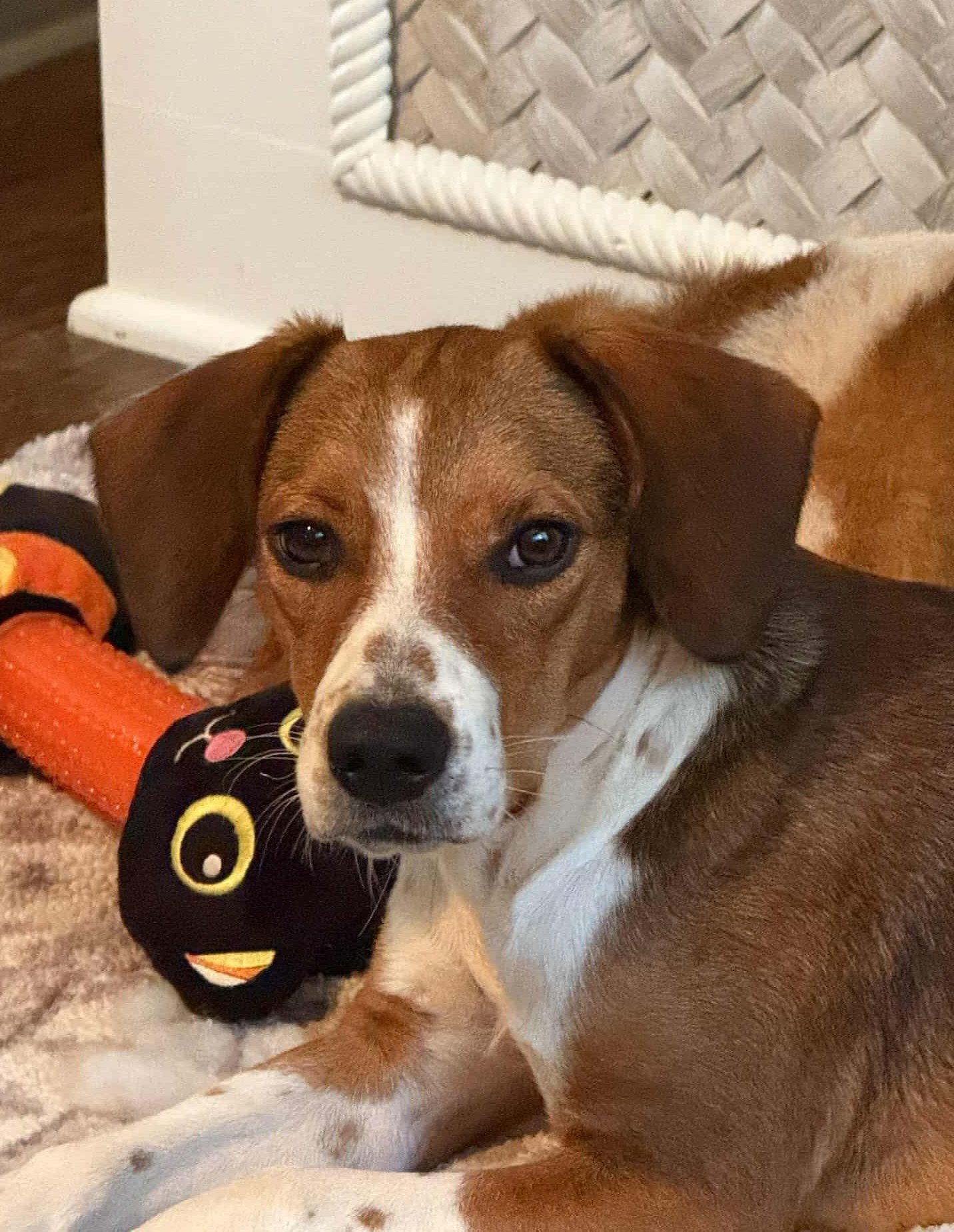 Enlarge Poppy, a Adoptable Beagle in Arlington, VA image 2/3