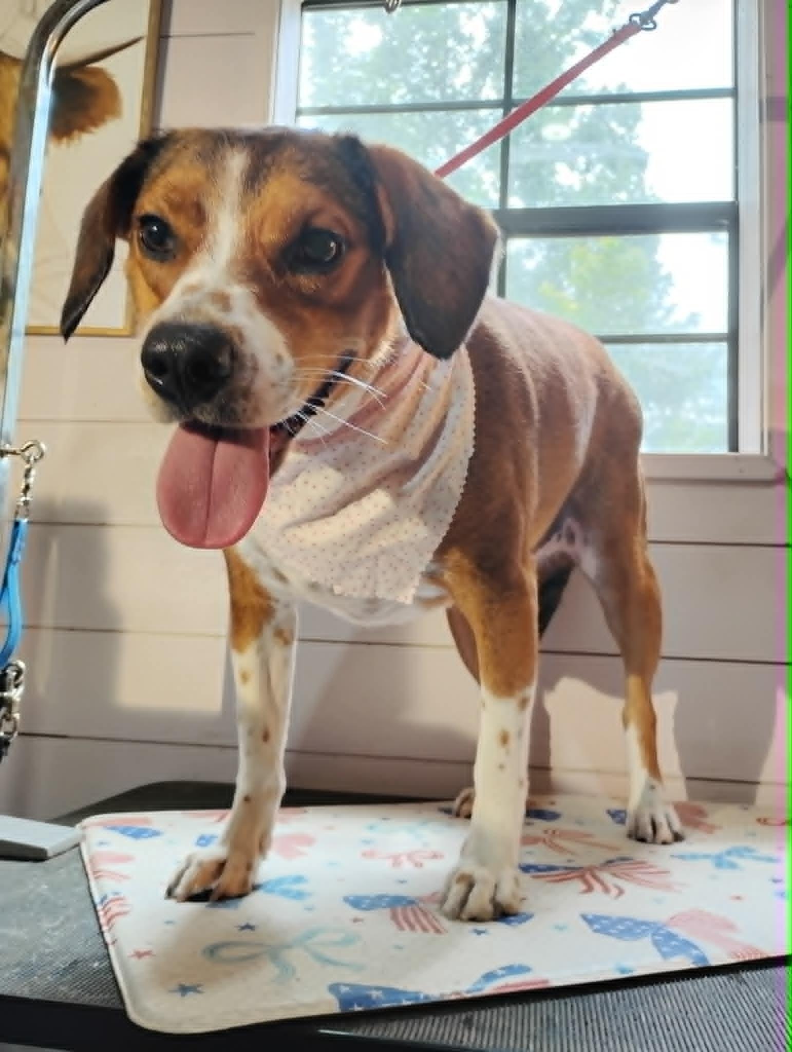 Enlarge Poppy, a Adoptable Beagle in Charlotte, NC image 2/3