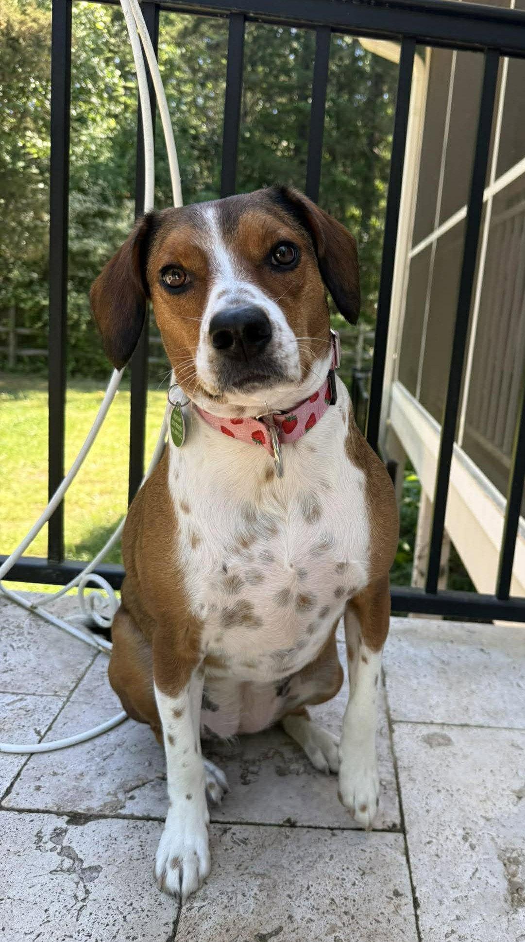 Enlarge Poppy, a Adoptable Beagle in Arlington, VA image 3/3