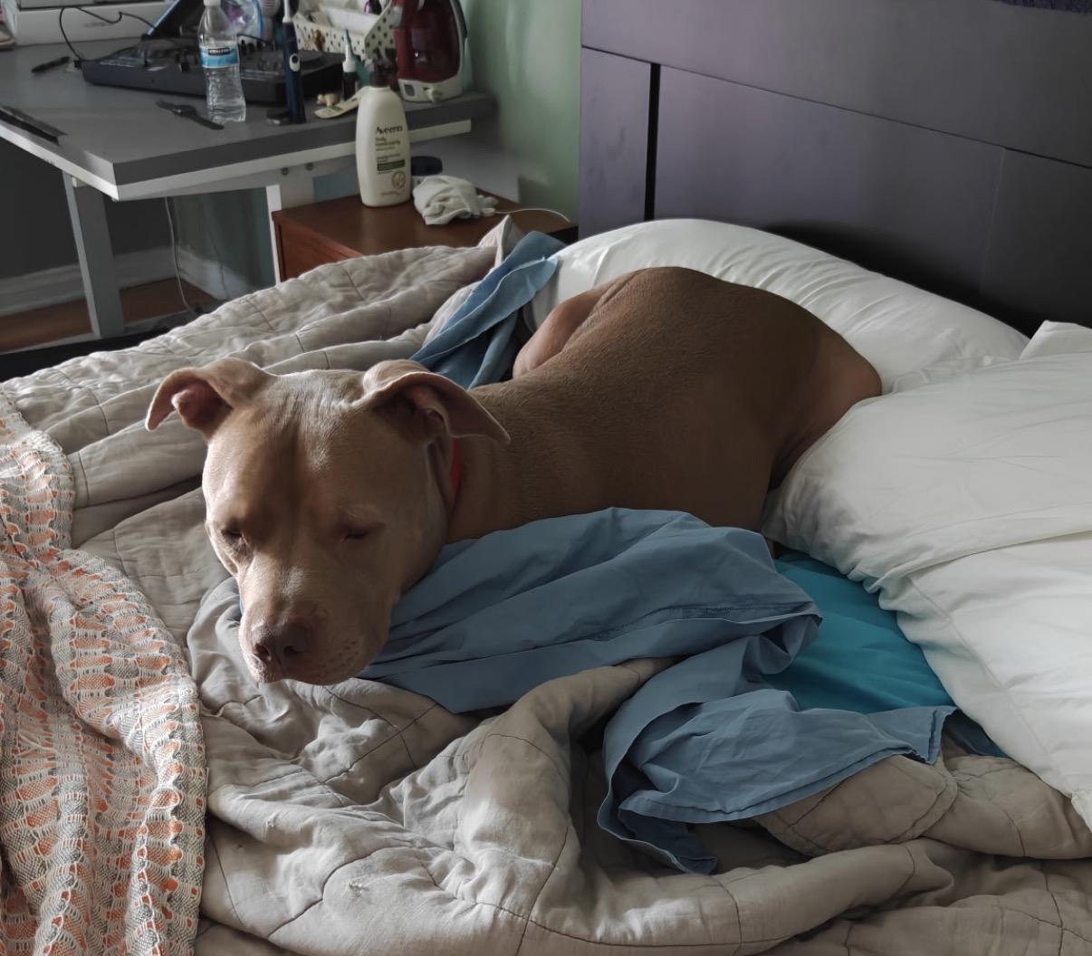 Theo, a ADOPTABLE American Staffordshire Terrier in Tarzana, CA image 1/5