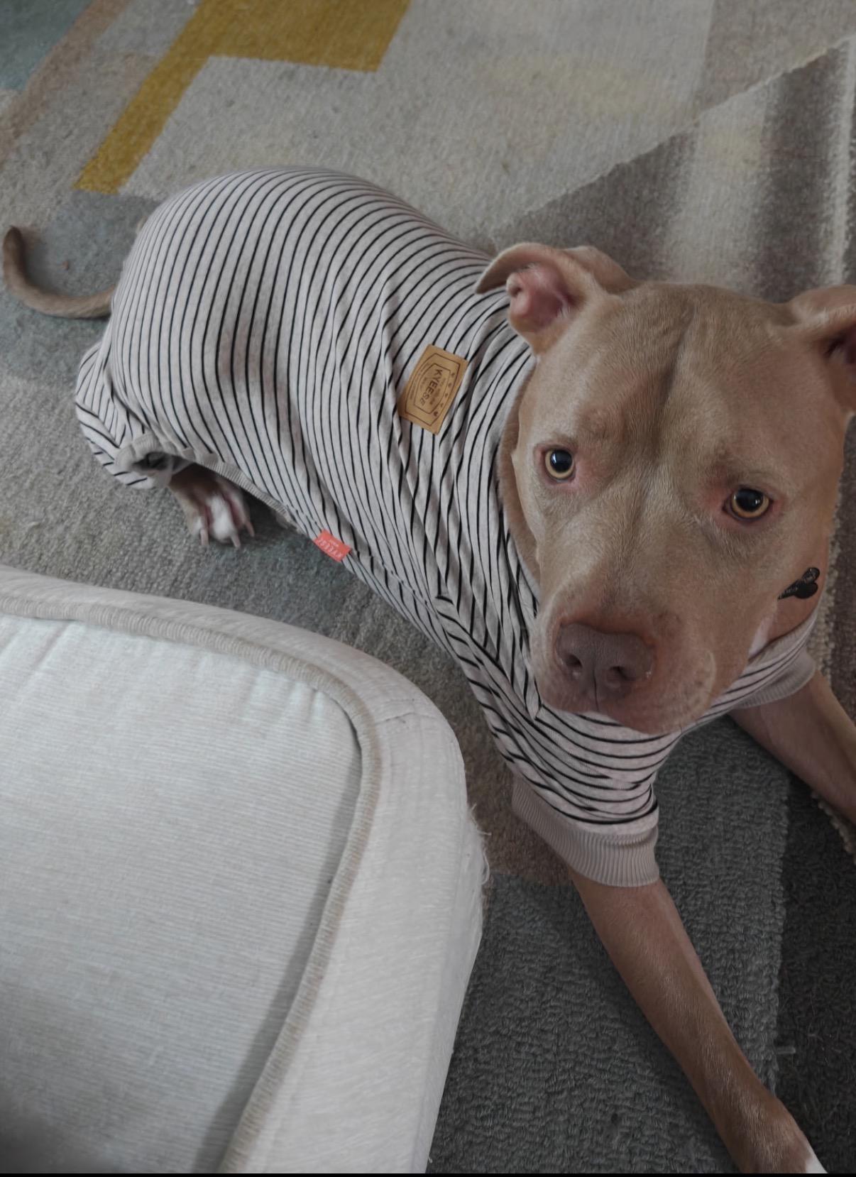 Theo, a ADOPTABLE American Staffordshire Terrier in Tarzana, CA image 3/5