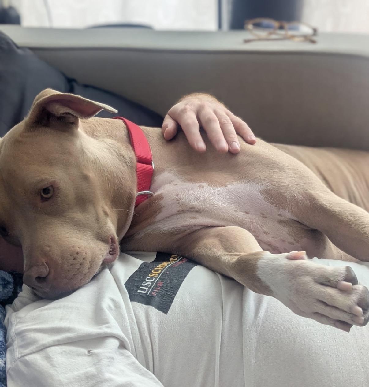 Theo, a ADOPTABLE American Staffordshire Terrier in Tarzana, CA image 5/5