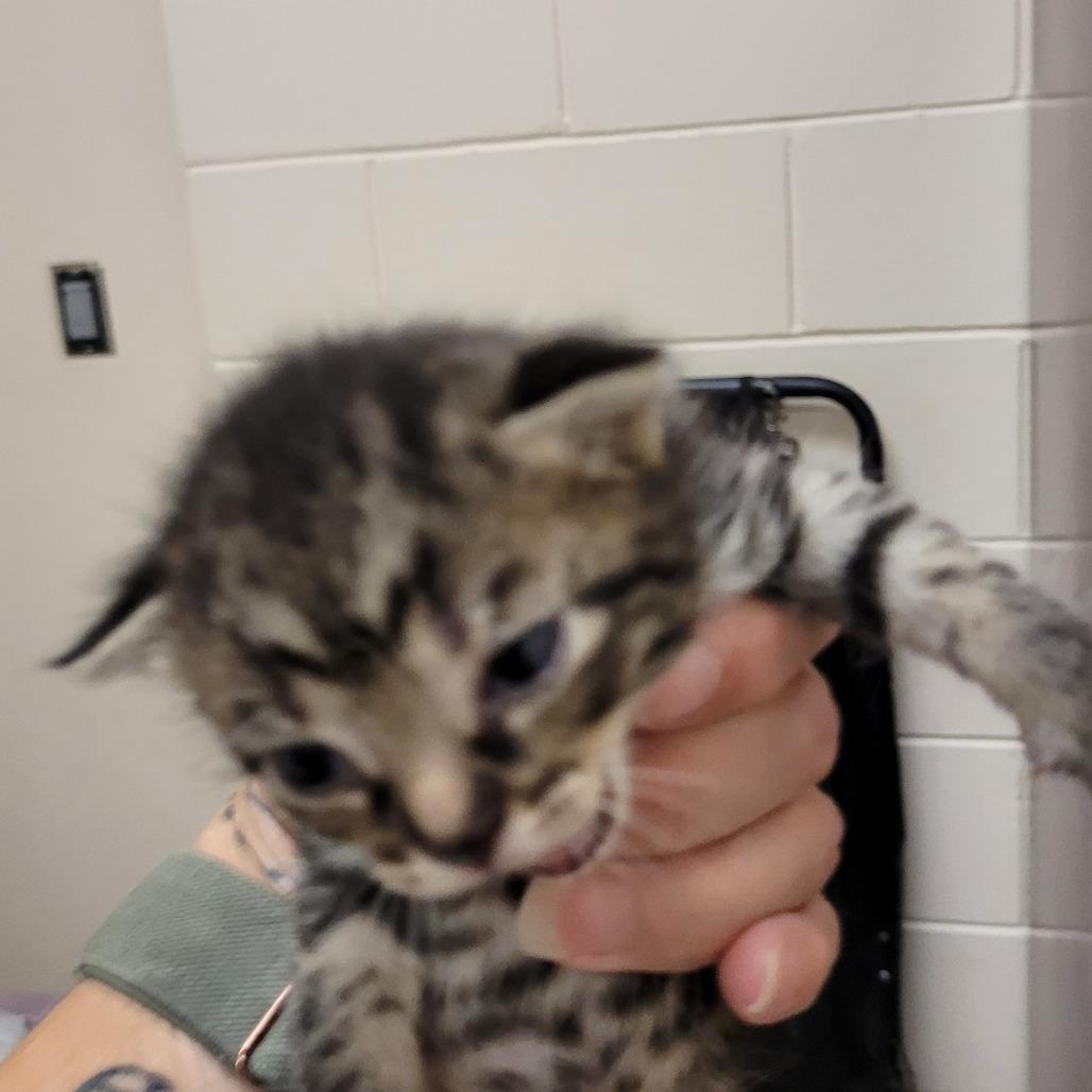 Enlarge Charlie, a Adoptable Domestic Short Hair in Lake Panasoffkee, FL image 1/2