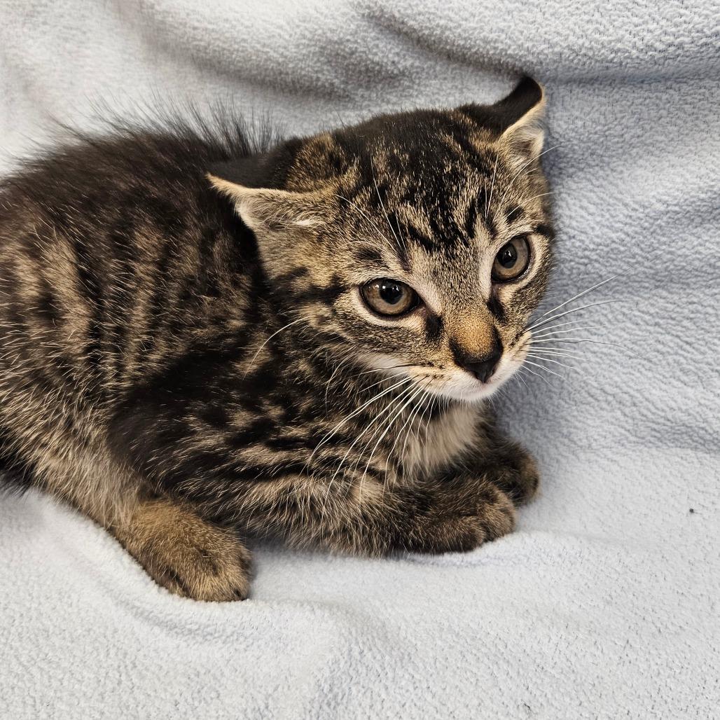 Enlarge Charlie, a Adoptable Domestic Short Hair in Lake Panasoffkee, FL image 2/2