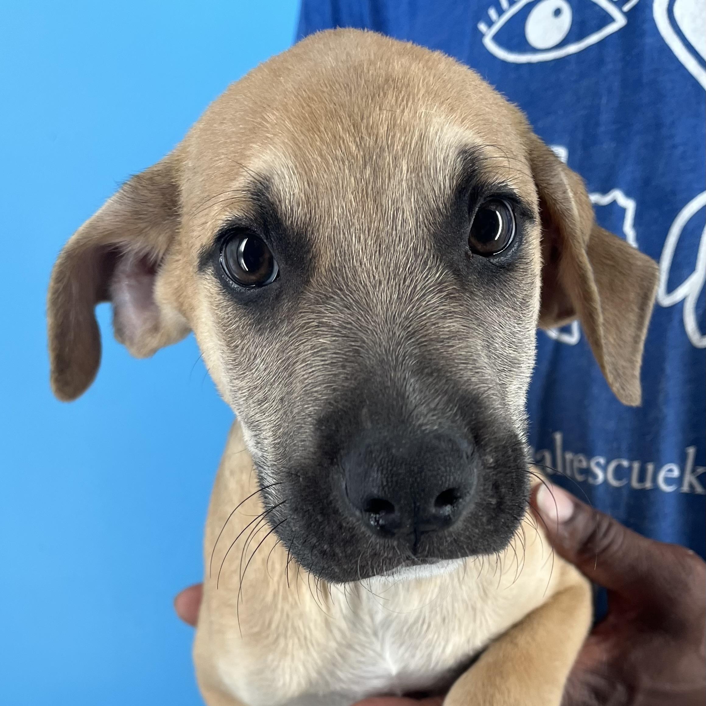 Chase - Local Sept 26-28