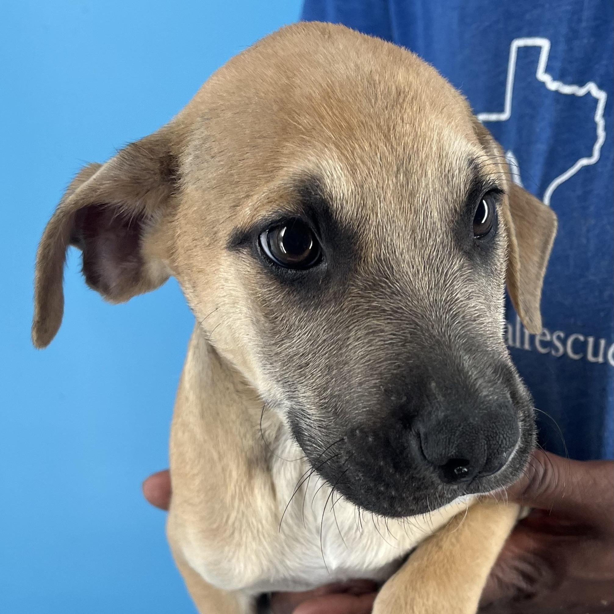 Chase - Local Sept 26-28