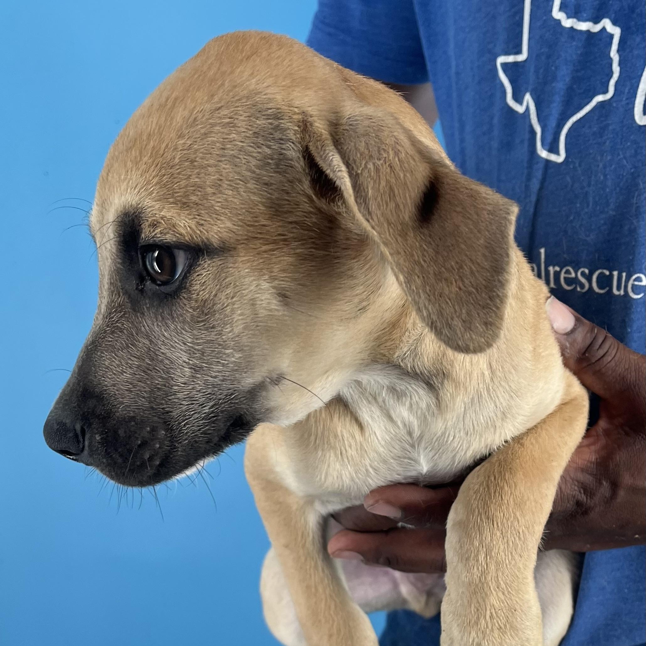 Chase - Local Sept 26-28