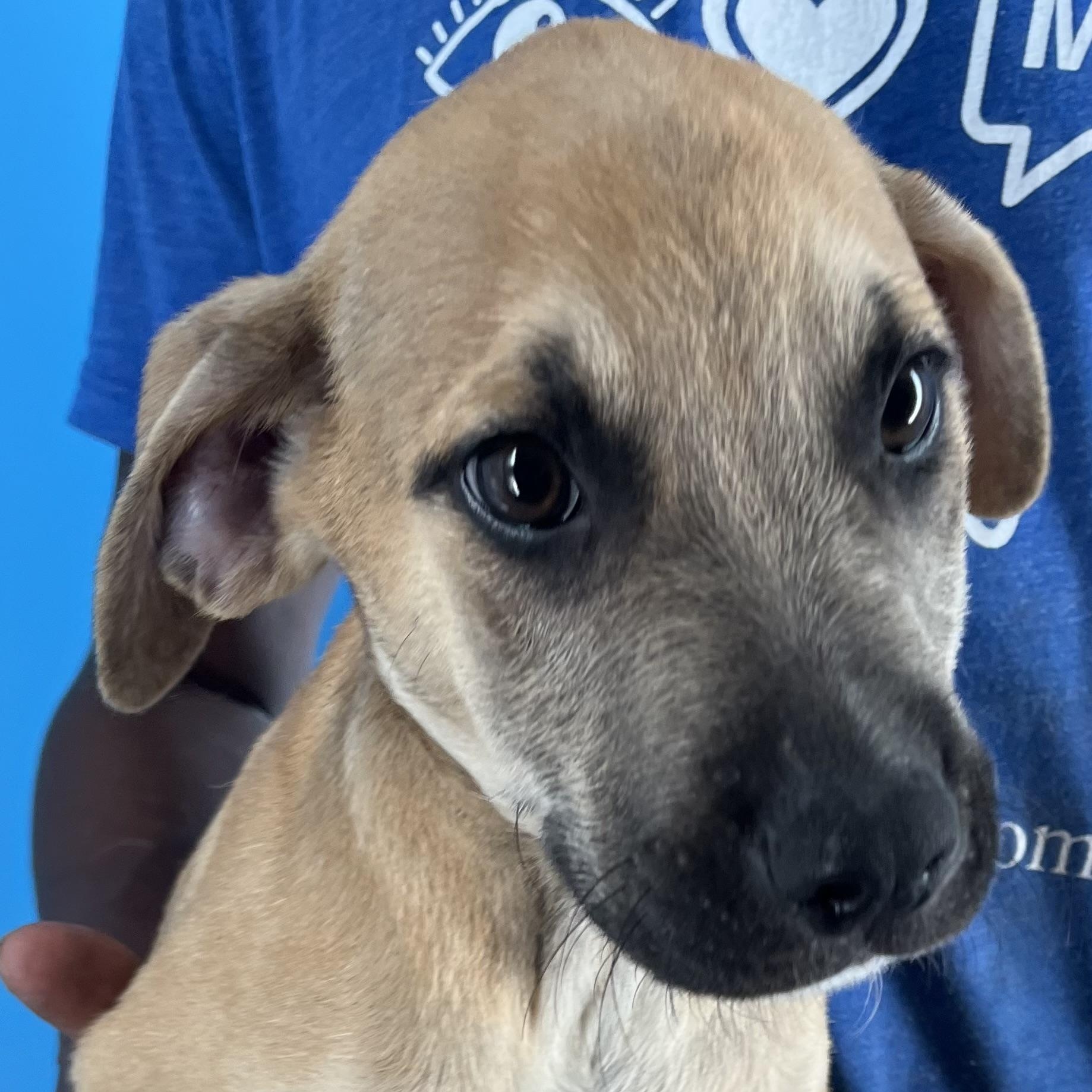 Chase - Local Sept 26-28