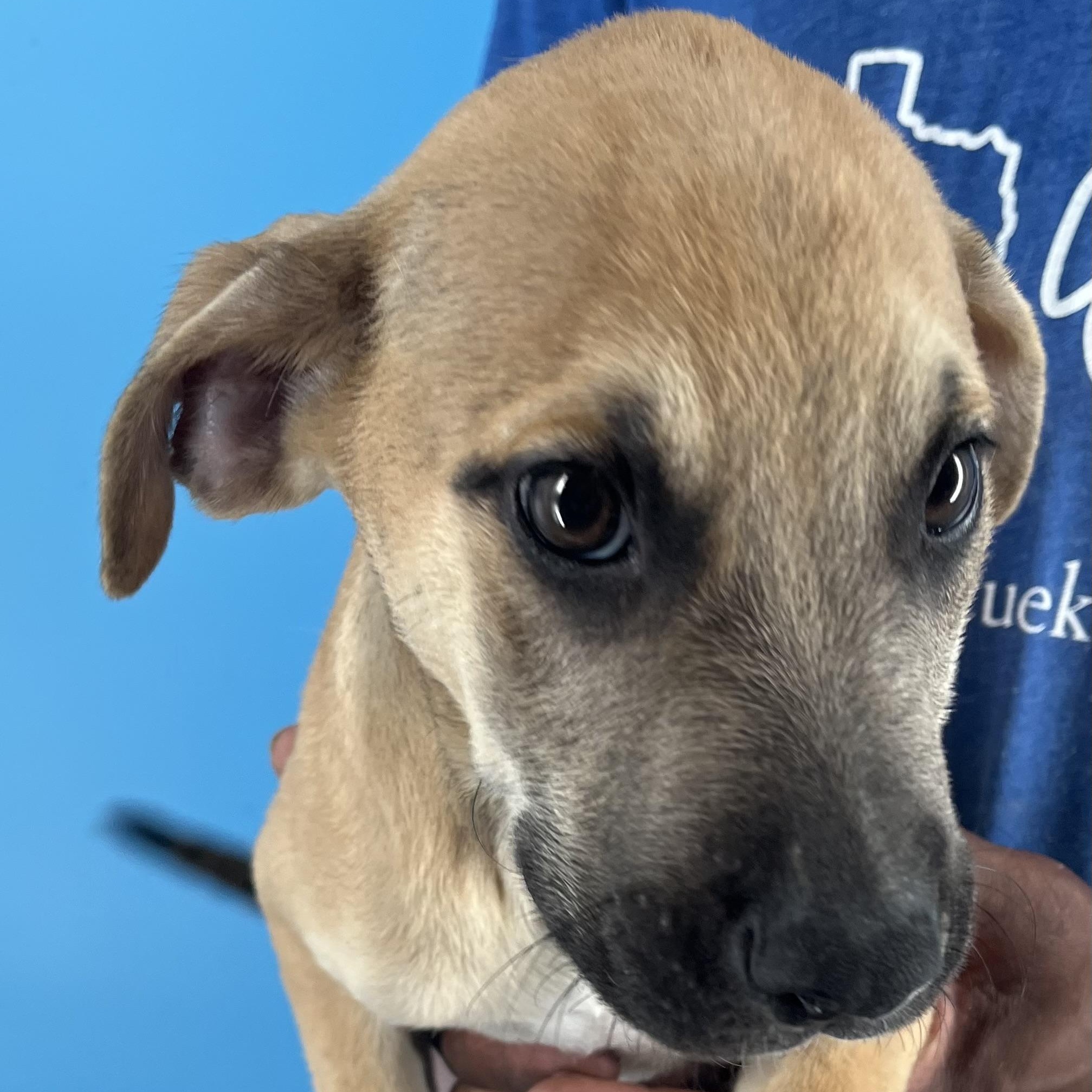 Chase - Local Sept 26-28