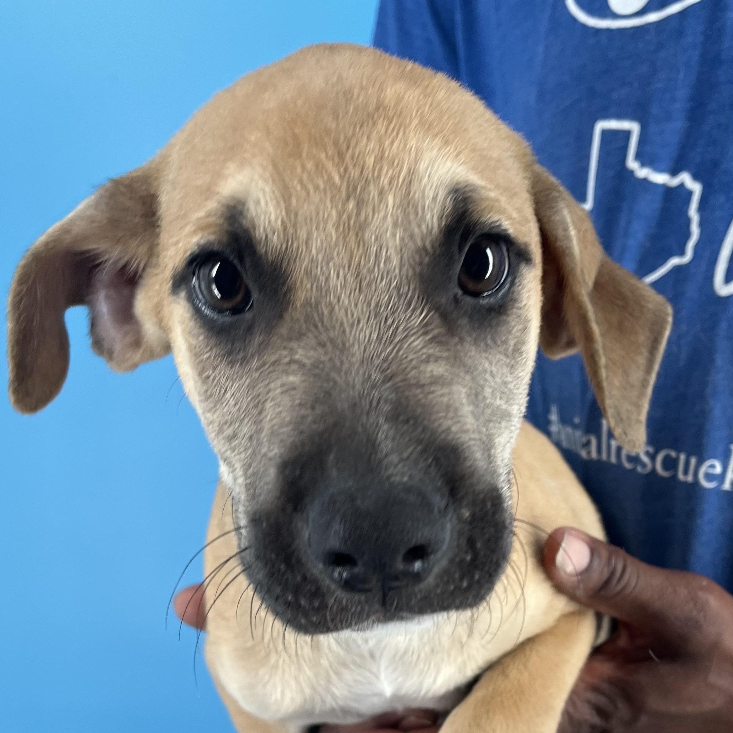 Chase - Local Sept 26-28