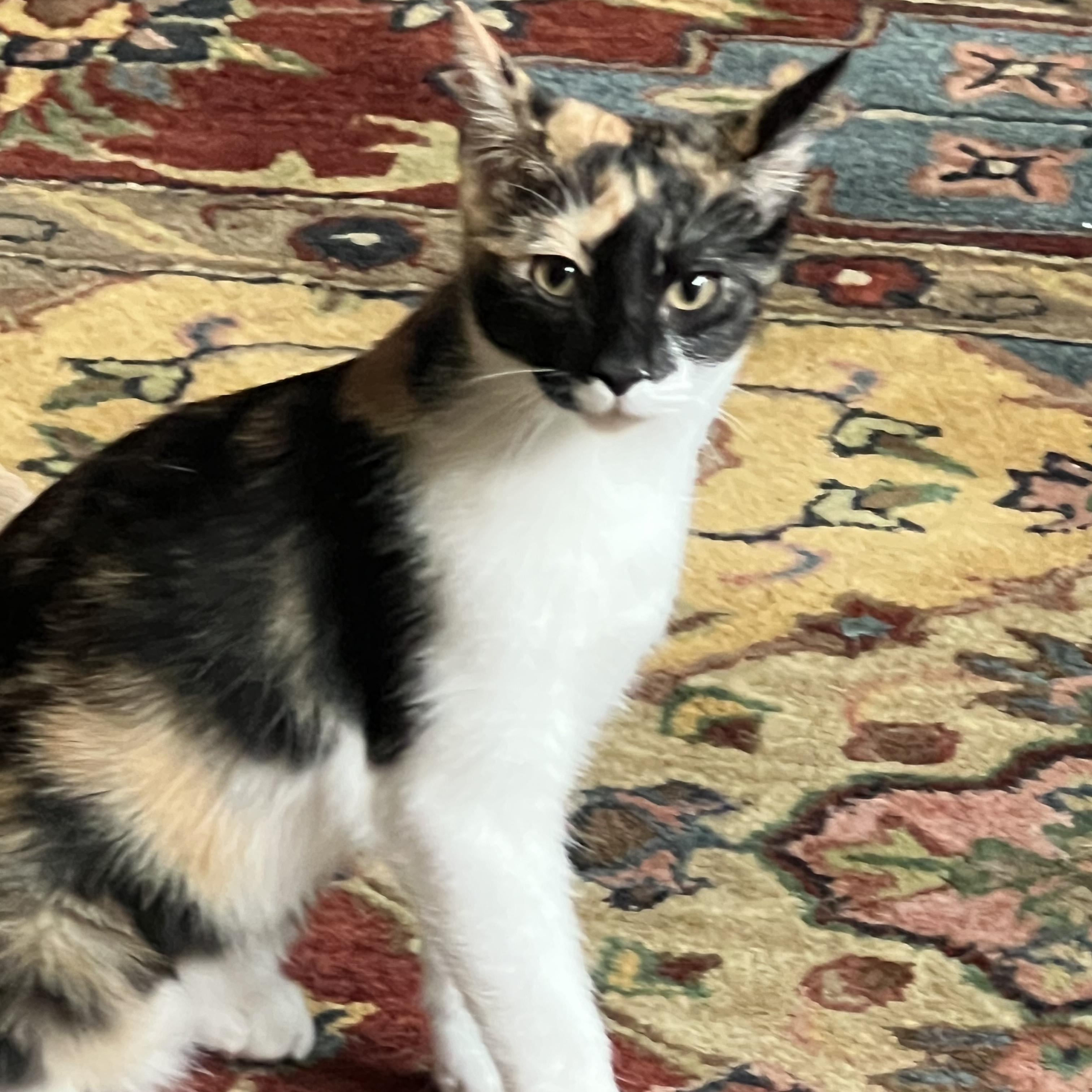 Lucy, Adoptable, Young Female Domestic Short Hair.
