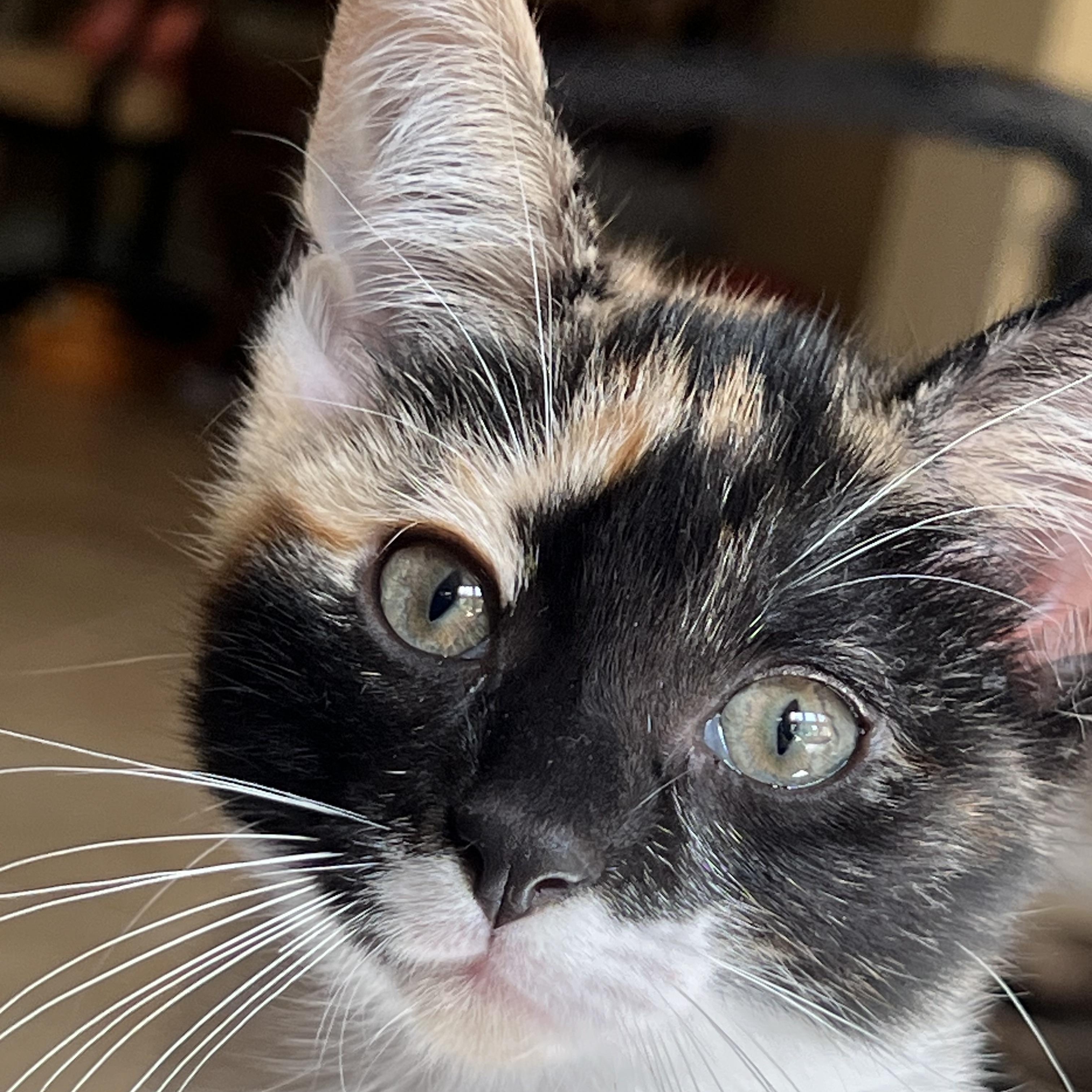 Lucy, Adoptable, Young Female Domestic Short Hair.