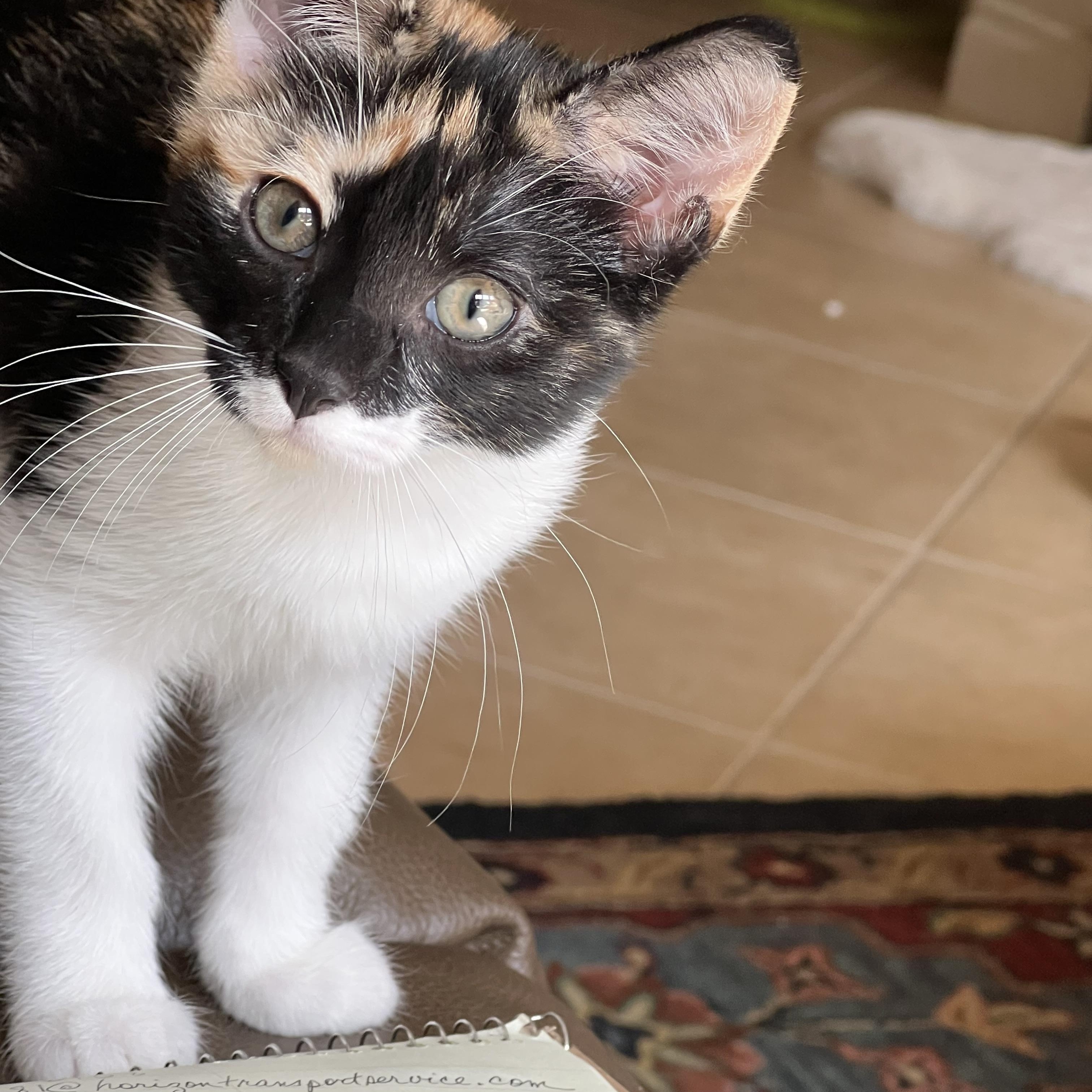 Enlarge Lucy, a Adoptable Domestic Short Hair in Huffman, TX image 2/3