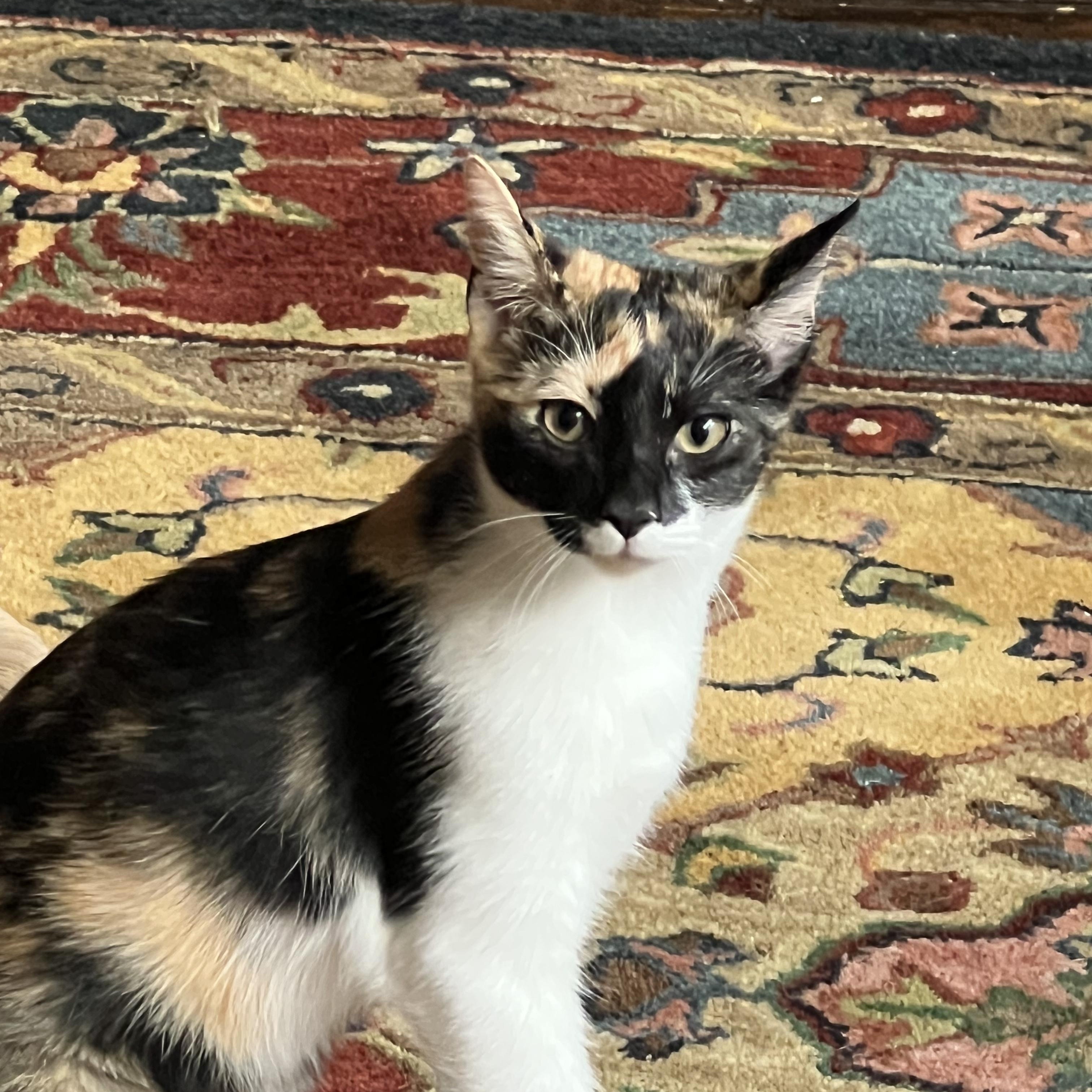 Enlarge Lucy, a Adoptable Domestic Short Hair in Huffman, TX image 4/5